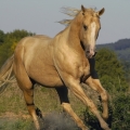 American Quarter Horse | fotografie