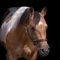 American Paint Horse | fotografie