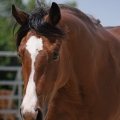 American Quarter Horse | fotografie