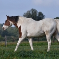 American Paint Horse | fotografie