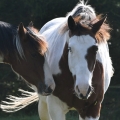 American Paint Horse | fotografie