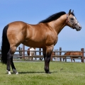 American Quarter Horse | fotografie