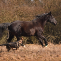 český teplokrevník | fotografie