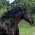 Fríský kůň | fotografie