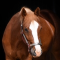 American Quarter Horse | fotografie