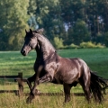 Fríský kůň | fotografie