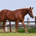 American Quarter Horse | fotografie