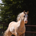 American Paint Horse | fotografie
