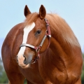 American Quarter Horse | fotografie