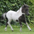 Shetland pony | fotografie