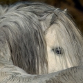 welsh mountain pony | fotografie