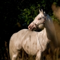 American Quarter Horse | fotografie