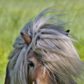 Shetland pony | fotografie