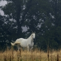 Starokladrubský kůň | fotografie
