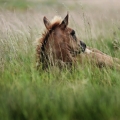 American Quarter Horse | fotografie