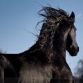fríský kůň | fotografie