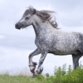 Fell pony | fotografie