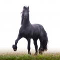 Fríský kůň hřebec Eelco R | fotografie
