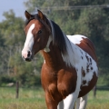 American Paint Horse | fotografie