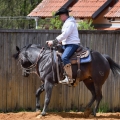 American Quarter Horse | fotografie