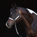 American Paint Horse | fotografie