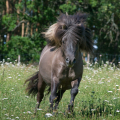 Shetland pony | fotografie