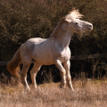 Irish cob crossbred | fotografie