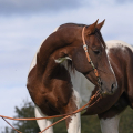 American Paint Horse | fotografie