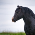 Welsh pony of cob type | fotografie