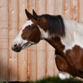 American Paint Horse | fotografie