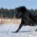 Shetland pony | fotografie