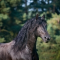Fríský kůň | fotografie