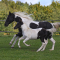 American Paint Horse | fotografie