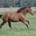 American Quarter Horse | fotografie