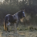 Irish Cob Crossbred | fotografie