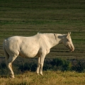 Kinský kůň | fotografie