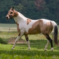 American Paint Horse | fotografie