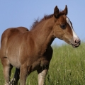 American Quarter Horse | fotografie