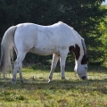 American Paint Horse | fotografie