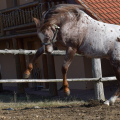 Appaloosa | fotografie