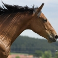 Slovenský teplokrevník | fotografie