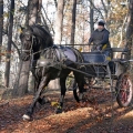 Fríský kůň | fotografie