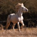 Irish cob crossbred | fotografie