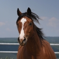 American Quarter Horse | fotografie