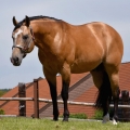 American Quarter Horse | fotografie