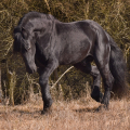 Fríský kůň | fotografie