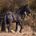 Fríský kůň | fotografie