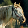 Camargue horse | fotografie