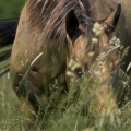 American quarter  horse | fotografie