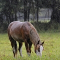 Welsh pony | fotografie